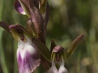 Anacamptis collina 8, Saxifraga-Willem van Kruijsbergen