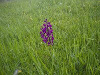Anacamptis laxiflora 40, IJle Anacamptis, Saxifraga-Jan Nijendijk