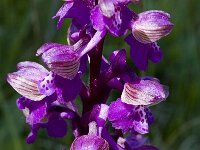 Anacamptis morio 2, Harlekijn, Saxifraga-Marijke Verhagen