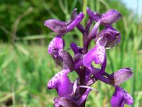 Anacamptis morio 36, Harlekijn, Saxifraga-Jan Willem Jongepier