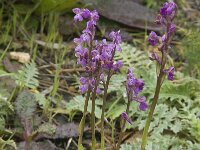 Anacamptis morio 48, Harlekijn, Saxifraga-Willem van Kruijsbergen