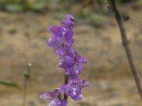 Anacamptis morio 49, Harlekijn, Saxifraga-Willem van Kruijsbergen