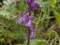 Anacamptis morio 50, Harlekijn, Saxifraga-Willem van Kruijsbergen