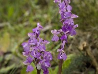 Anacamptis morio 52, Harlekijn, Saxifraga-Willem van Kruijsbergen