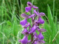 Anacamptis morio 56, Harlekijn, Saxifraga-Jan Willem Jongepier