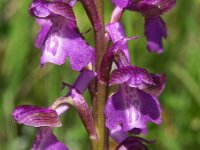 Anacamptis morio 59, Harlekijn, Saxifraga-Hans Dekker