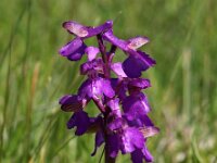 Anacamptis morio 60, Harlekijn, Saxifraga-Hans Dekker