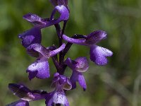 Anacamptis morio 67, Harlekijn, Saxifraga-Willem van Kruijsbergen