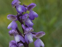 Anacamptis morio 68, Harlekijn, Saxifraga-Willem van Kruijsbergen