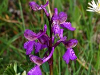 Anacamptis morio 73, Harlekijn, Saxifraga-Hans Dekker