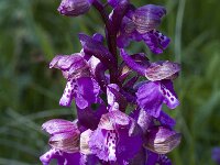 Anacamptis morio 8, Harlekijn, Saxifraga-Marijke Verhagen