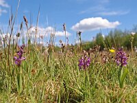 Anacamptis morio 82, Harlekijn, Saxifraga-Hans Dekker
