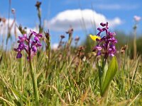 Anacamptis morio 84, Harlekijn, Saxifraga-Hans Dekker