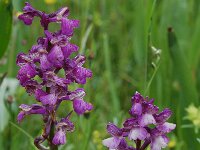 Anacamptis morio ssp picta 28, Saxifraga-Willem van Kruijsbergen