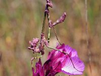 Anacamptis papilionacea 112, Saxifraga-Hans Dekker