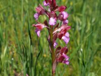 Anacamptis papilionacea 113, Saxifraga-Hans Dekker