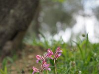 Anacamptis papilionacea 114, Saxifraga-Hans Dekker