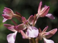 Anacamptis papilionacea 115, Saxifraga-Hans Dekker