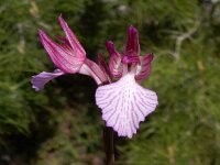 Anacamptis papilionacea 122, Saxifraga-Peter Meininger