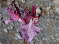 Anacamptis papilionacea 123, Saxifraga-Peter Meininger