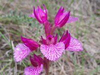 Anacamptis papilionacea 129, Saxifraga-Kees Marijnissen