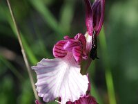 Anacamptis papilionacea 16, Saxifraga-Rutger Barendse