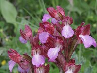 Anacamptis papilionacea 17, Saxifraga-Rutger Barendse
