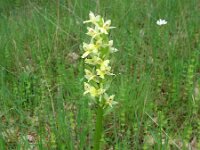 Anacamptis papilionacea 21, Saxifraga-Kees Laarhoven
