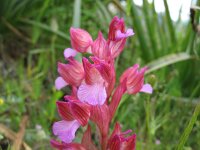 Anacamptis papilionacea 22, Saxifraga-Kees Laarhoven : voorjaar 2010
