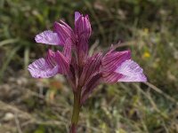 Anacamptis papilionacea 23, Saxifraga-Willem van Kruijsbergen