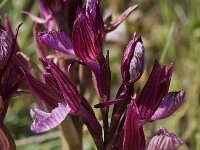 Anacamptis papilionacea 24, Saxifraga-Willem van Kruijsbergen