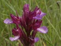 Anacamptis papilionacea 25, Saxifraga-Willem van Kruijsbergen