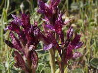 Anacamptis papilionacea 26, Saxifraga-Willem van Kruijsbergen