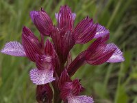 Anacamptis papilionacea 27, Saxifraga-Willem van Kruijsbergen