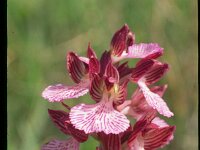 Anacamptis papilionacea 3, Saxifraga-Eugen Schaub