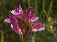 Anacamptis papilionacea 32, Saxifraga-Willem van Kruijsbergen