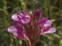 Anacamptis papilionacea 33, Saxifraga-Willem van Kruijsbergen