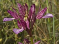 Anacamptis papilionacea 34, Saxifraga-Willem van Kruijsbergen