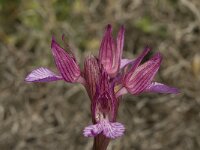 Anacamptis papilionacea 35, Saxifraga-Willem van Kruijsbergen