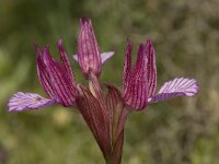 Anacamptis papilionacea 36, Saxifraga-Willem van Kruijsbergen