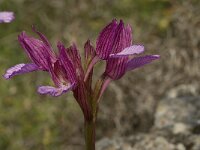 Anacamptis papilionacea 37, Saxifraga-Willem van Kruijsbergen