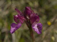 Anacamptis papilionacea 38, Saxifraga-Willem van Kruijsbergen