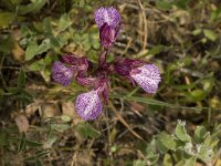 Anacamptis papilionacea 39, Saxifraga-Willem van Kruijsbergen