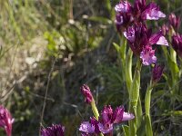 Anacamptis papilionacea 45, Saxifraga-Willem van Kruijsbergen