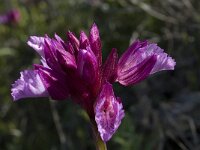 Anacamptis papilionacea 47, Saxifraga-Willem van Kruijsbergen