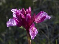 Anacamptis papilionacea 49, Saxifraga-Willem van Kruijsbergen