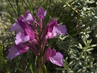 Anacamptis papilionacea 51, Saxifraga-Willem van Kruijsbergen