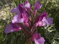 Anacamptis papilionacea 53, Saxifraga-Willem van Kruijsbergen