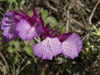 Anacamptis papilionacea 55, Saxifraga-Willem van Kruijsbergen