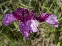 Anacamptis papilionacea 57, Saxifraga-Willem van Kruijsbergen